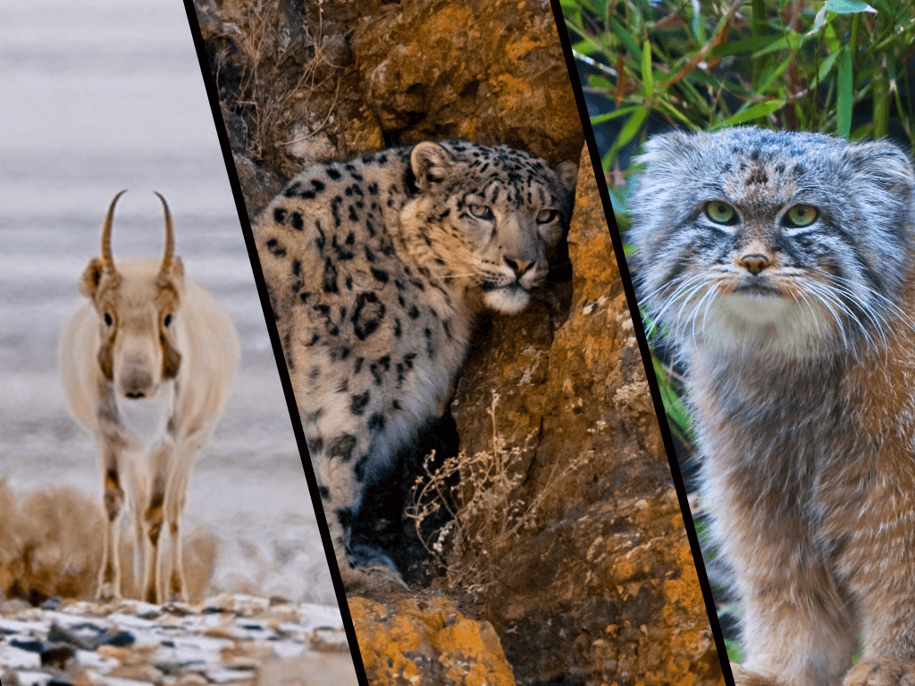 Framing the Wild – Photography Tour (Saiga, Pallas’s Cat, Snow Leopard, Camel & Eagle)