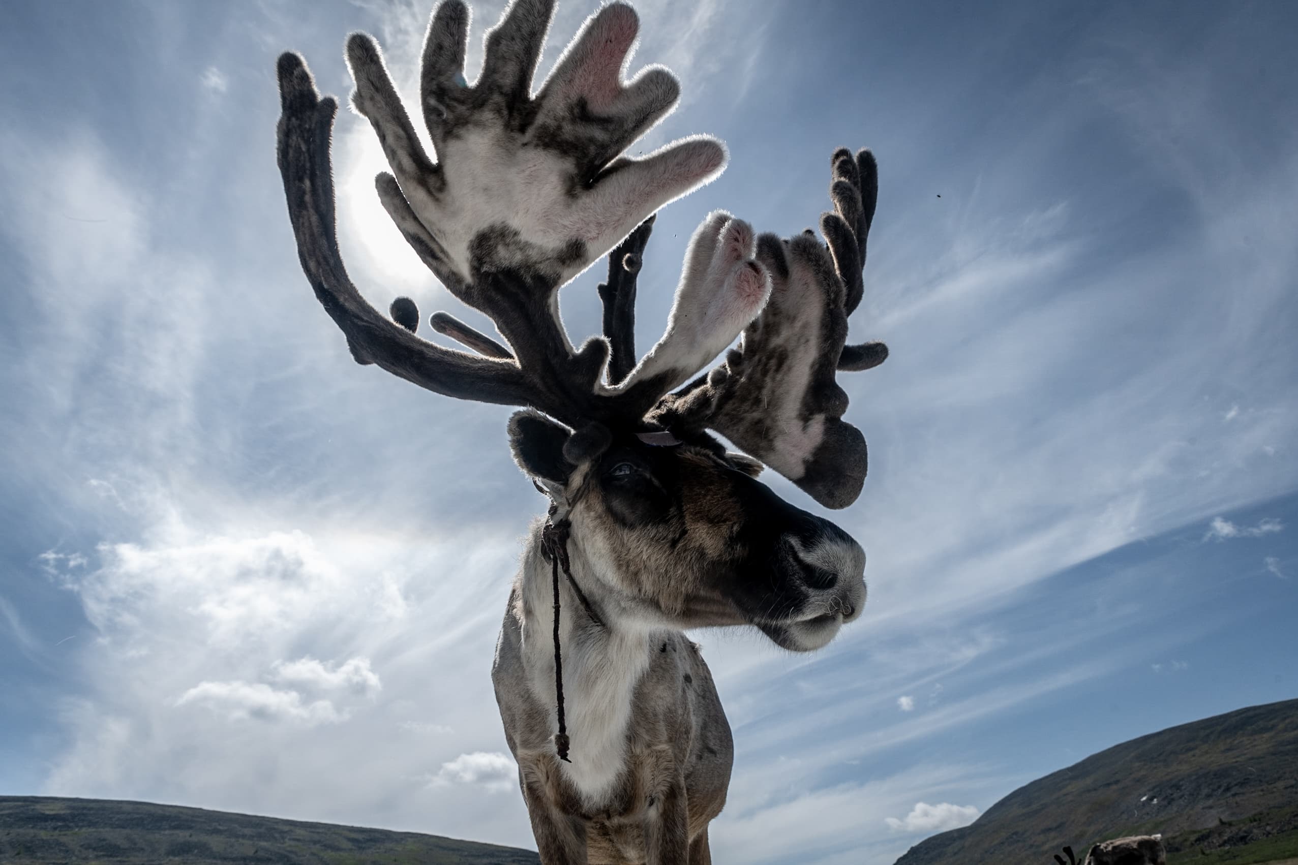 Reindeer-Herder Family